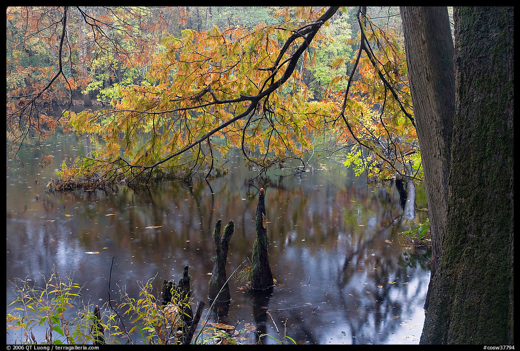 Bald cypress and branch with needles in fall color at edge of Weston Lake. Congaree National Park, South Carolina, USA.