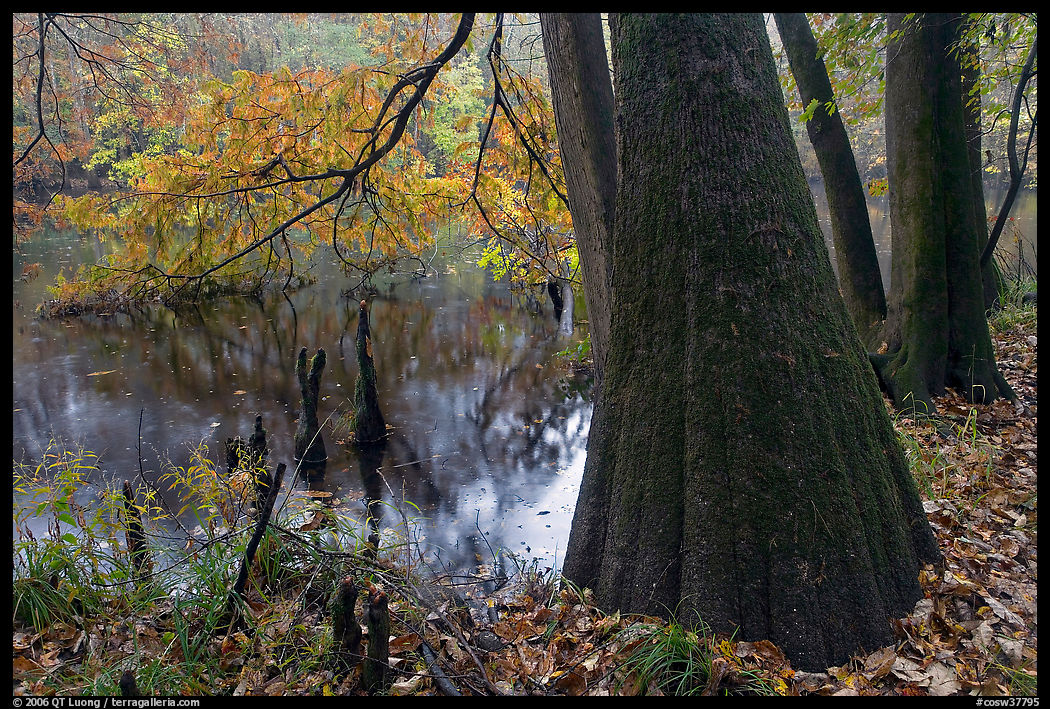 Bald cypress in fall color at edge of Weston Lake. Congaree National Park, South Carolina, USA.