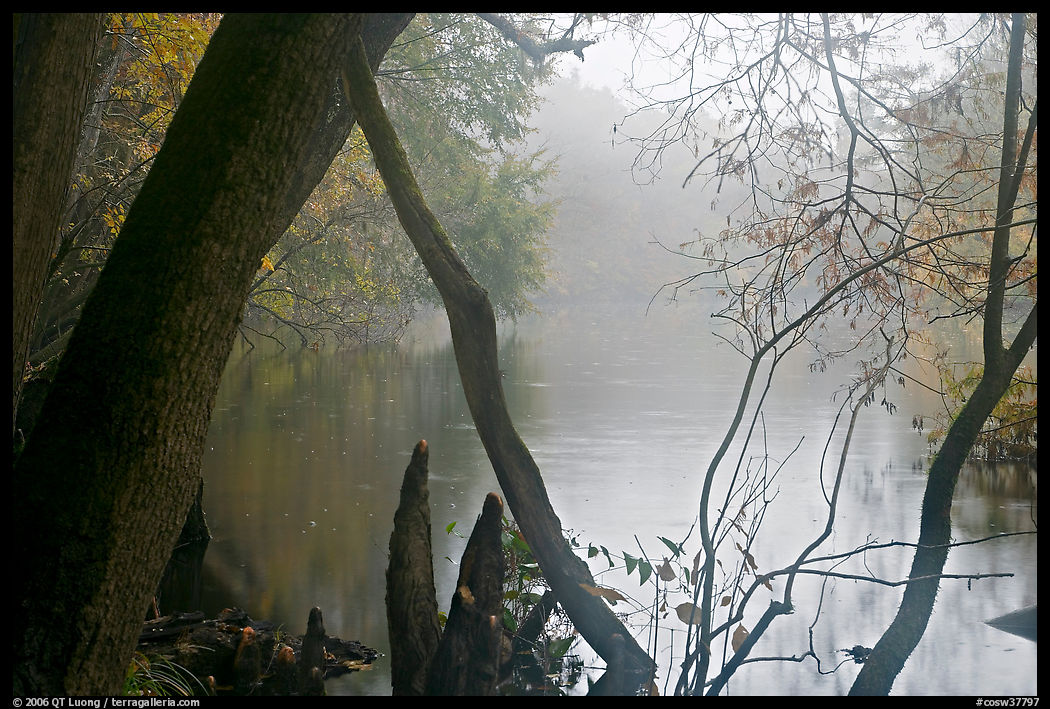 Weston Lake and fog. Congaree National Park, South Carolina, USA.