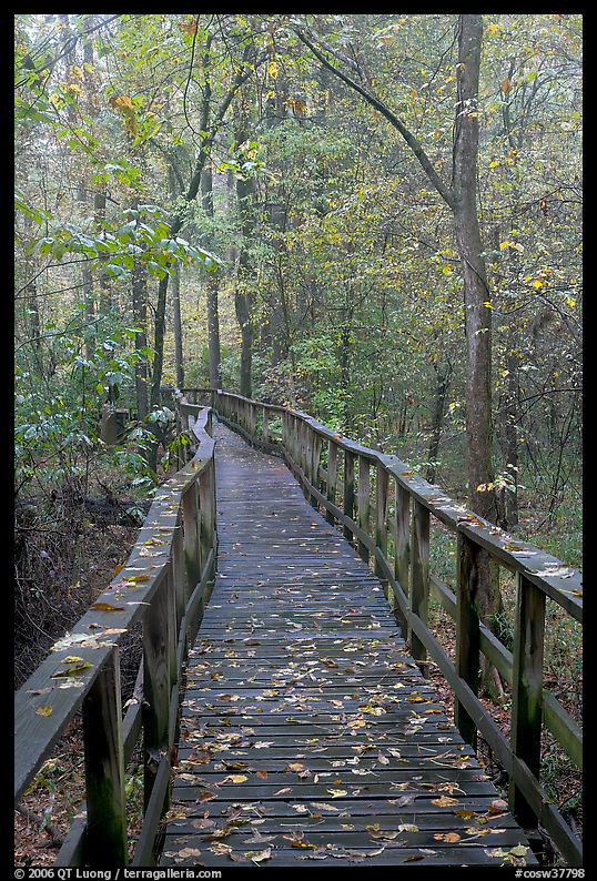 High boardwalk with fallen leaves. Congaree National Park, South Carolina, USA.