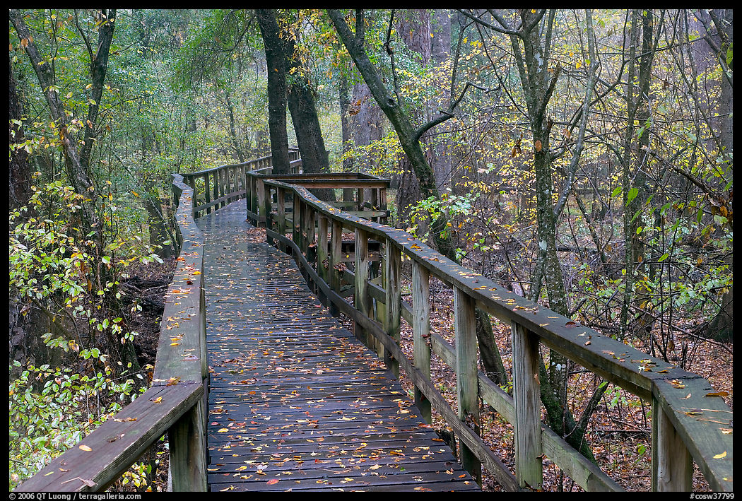 High boardwalk in deciduous forest with fallen leaves. Congaree National Park, South Carolina, USA.