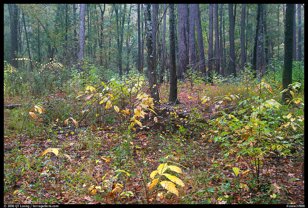 Undergrowth in pine forest. Congaree National Park, South Carolina, USA.