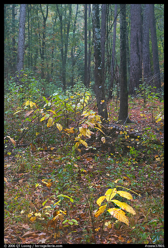 Fall colors on undergrowth in pine forest. Congaree National Park, South Carolina, USA.