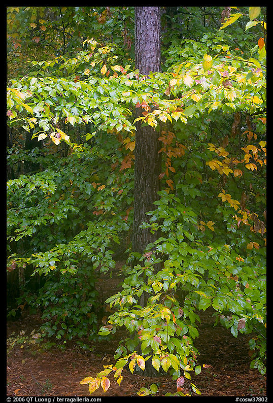 Pine trunk and undergrowth leaves in fall color. Congaree National Park, South Carolina, USA.