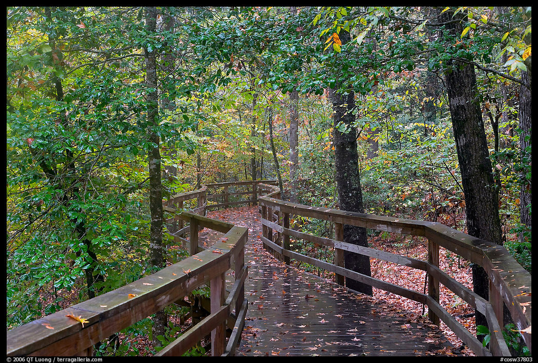 Boardwalk, forest in autumn colors. Congaree National Park, South Carolina, USA.