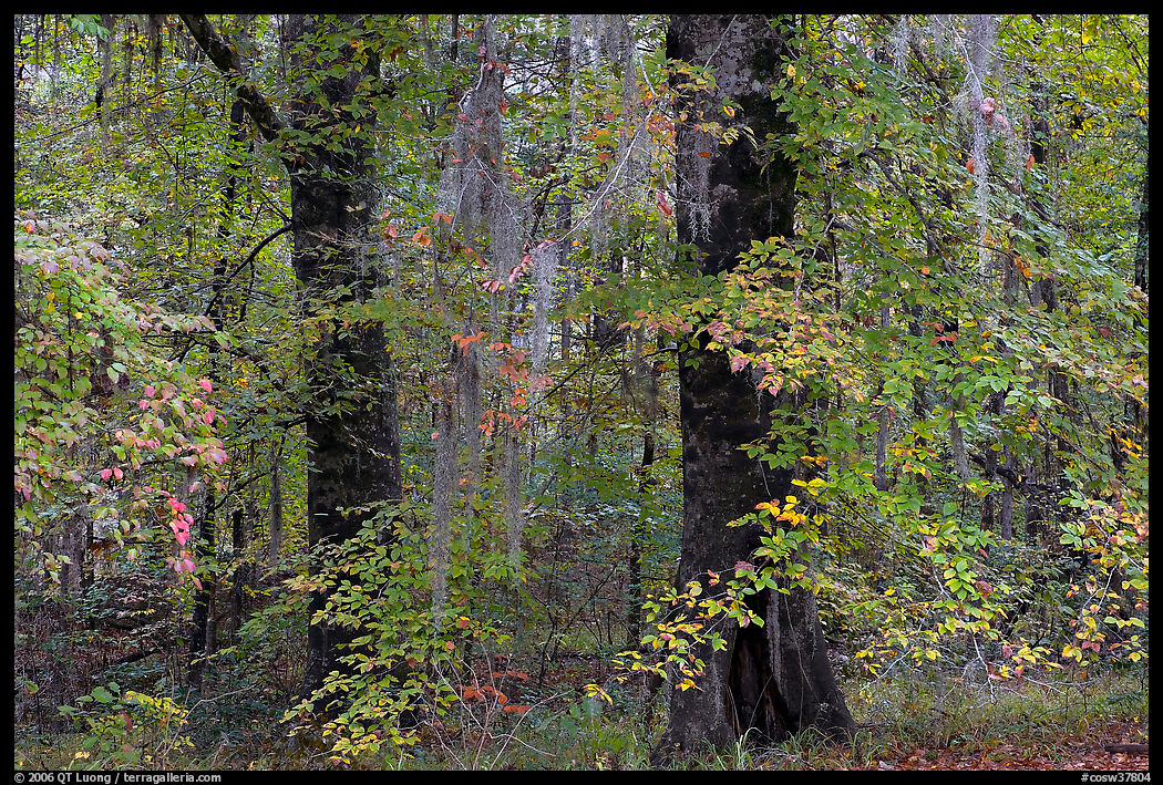 Trees with fall colors and spanish moss. Congaree National Park, South Carolina, USA.