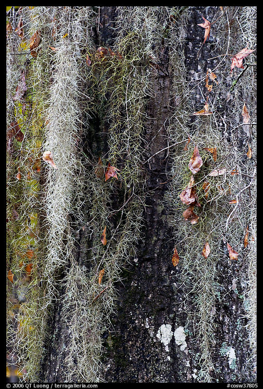 Close-up of spanish moss on trunk. Congaree National Park, South Carolina, USA.