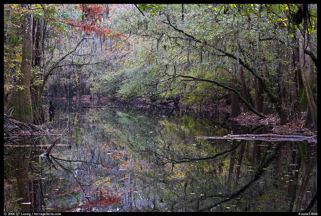 Cedar Creek reflexions. Congaree National Park, South Carolina, USA.