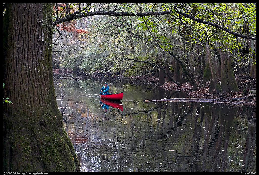 Canoe on Cedar Creek framed by overhanging branch. Congaree National Park, South Carolina, USA.