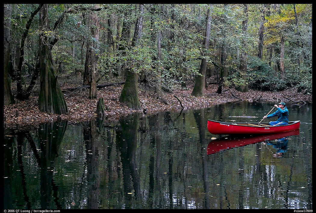 Man paddling a red canoe on Cedar Creek. Congaree National Park, South Carolina, USA.