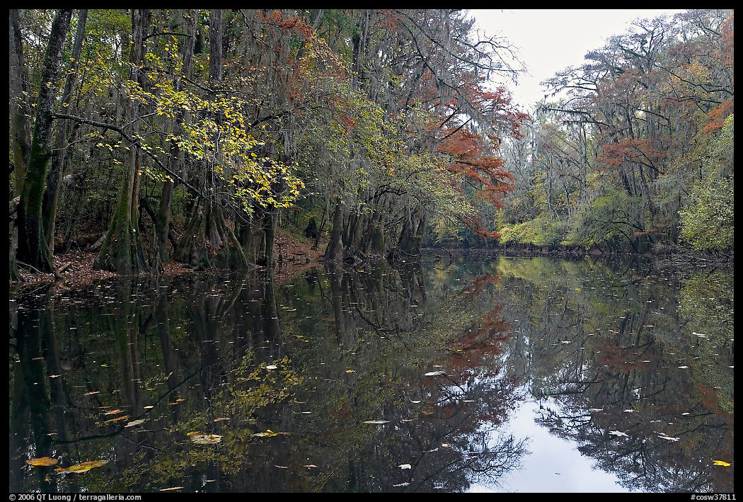 Cedar Creek. Congaree National Park, South Carolina, USA.