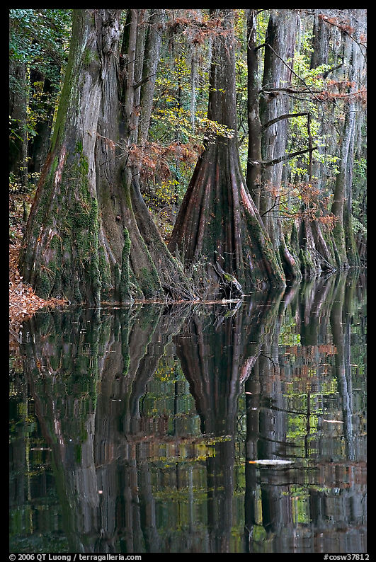 Cypress buttresses reflected in Cedar Creek. Congaree National Park, South Carolina, USA.