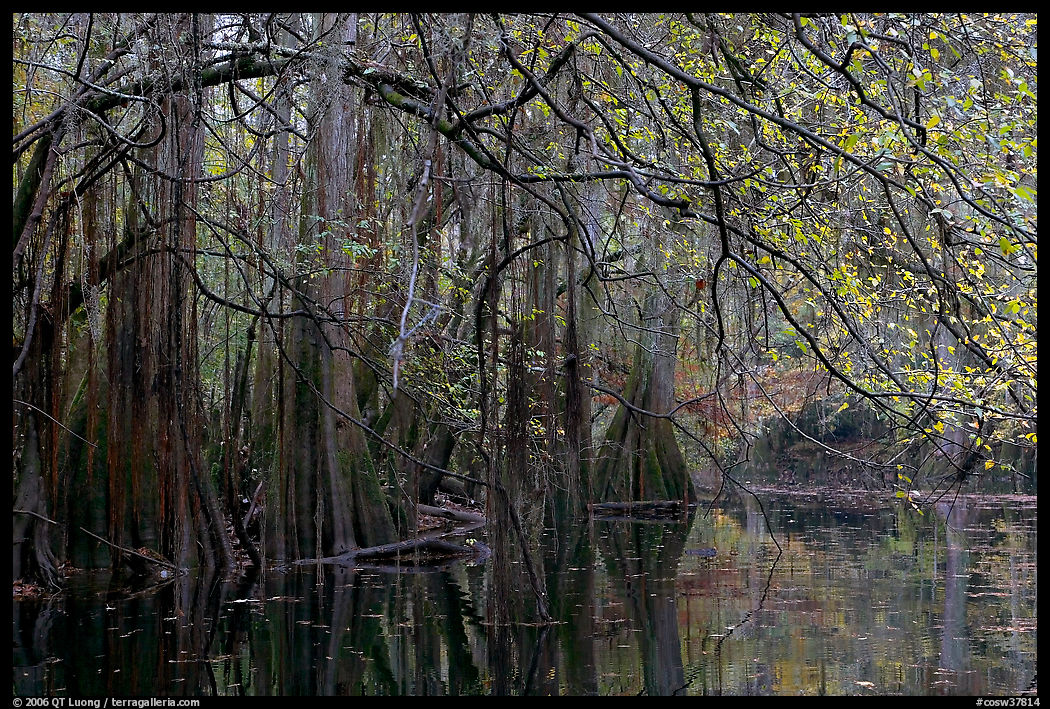 Bald cypress, spanish moss, and branches with fall colors over Cedar Creek. Congaree National Park, South Carolina, USA.