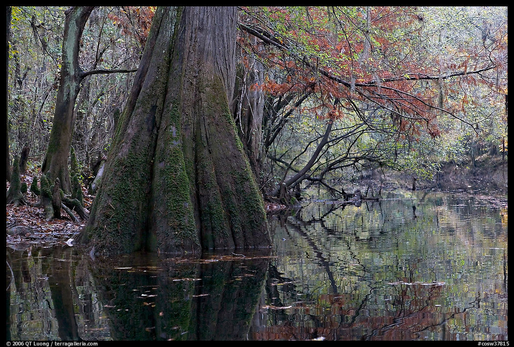Large buttressed base of bald cypress and fall colors reflexions in Cedar Creek. Congaree National Park, South Carolina, USA.