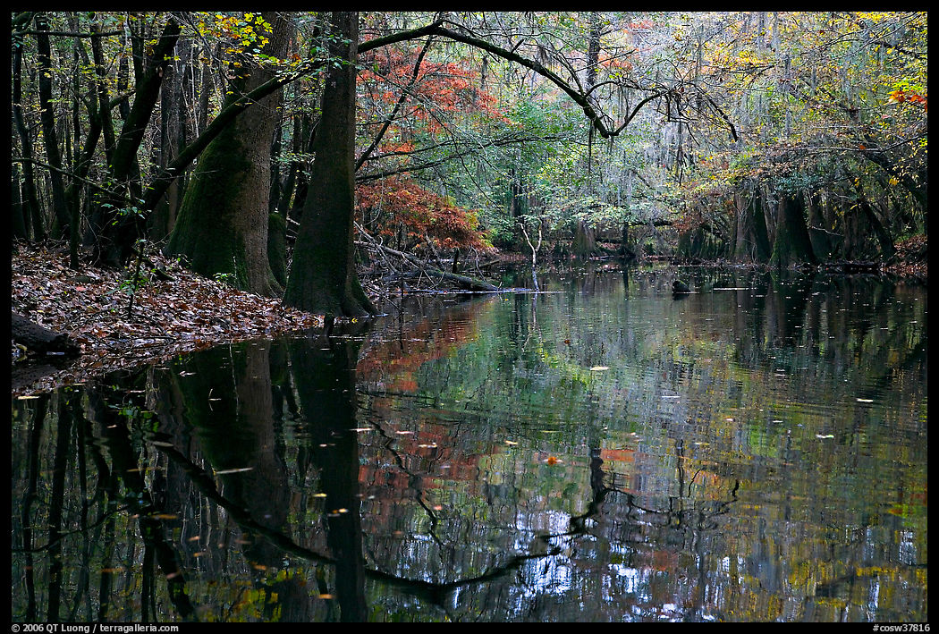 Arched branches and reflexions in Cedar Creek. Congaree National Park, South Carolina, USA.