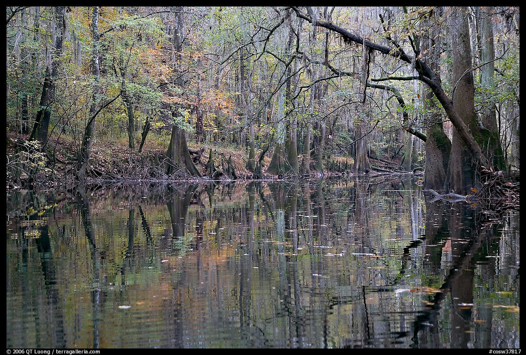 Cedar Creek with trees in autumn colors reflected. Congaree National Park, South Carolina, USA.