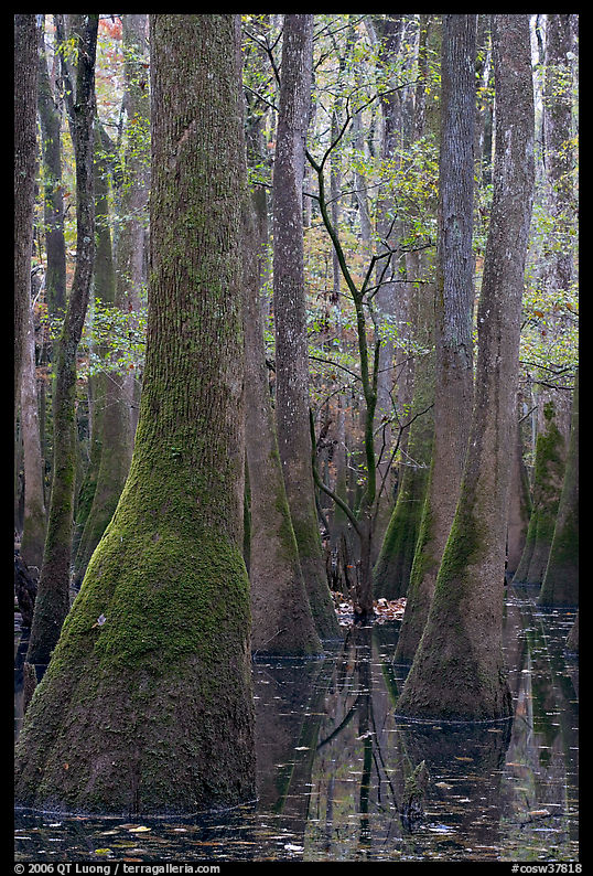 Young tree growing in swamp amongst old growth cypress and tupelo. Congaree National Park, South Carolina, USA.