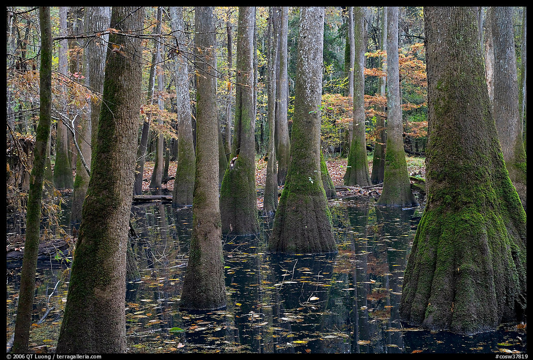 Swamp with bald cypress and tupelo trees. Congaree National Park, South Carolina, USA.