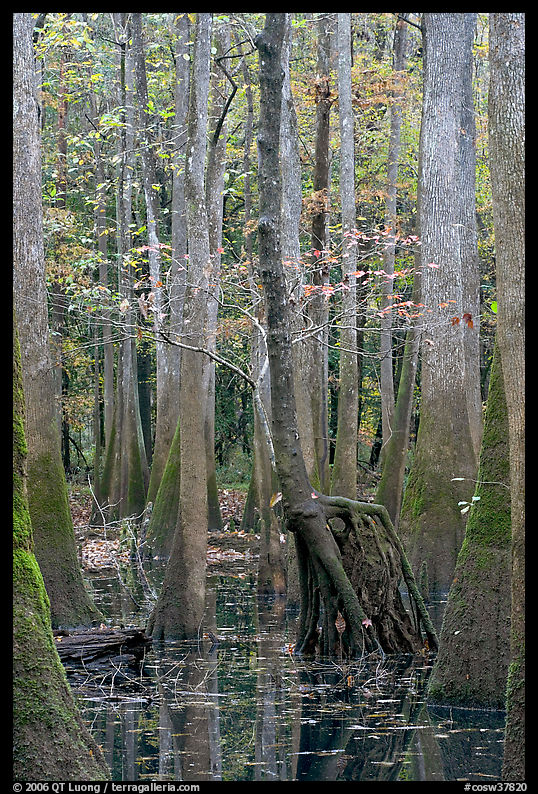 Walking tree in swamp. Congaree National Park, South Carolina, USA.