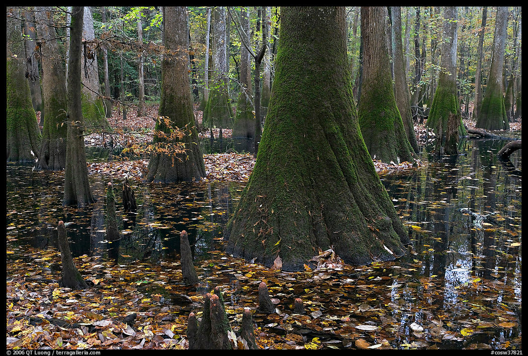 Cypress knees and trunks in swamp. Congaree National Park, South Carolina, USA.