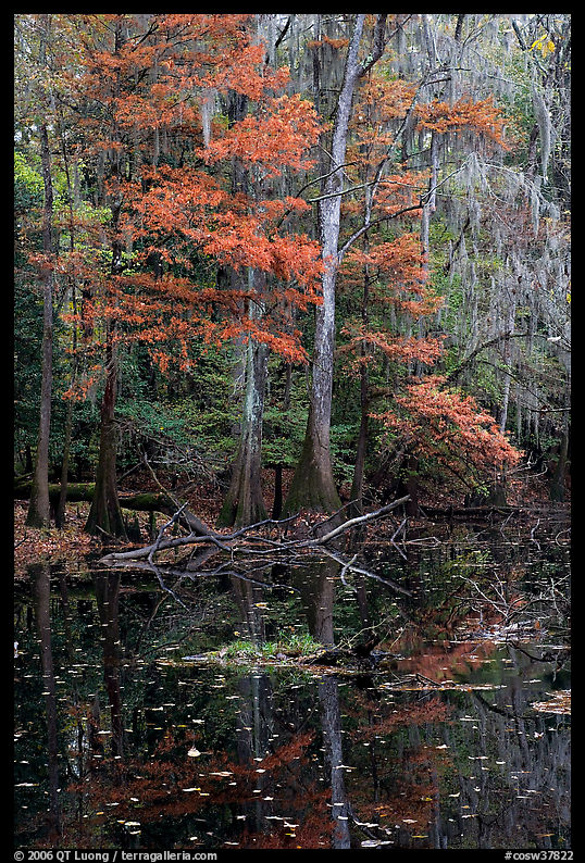 Bald cypress in fall colors and dark waters. Congaree National Park, South Carolina, USA.