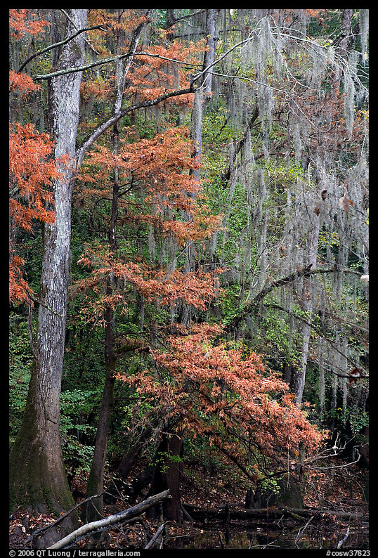 Spanish moss and cypress needs in fall colors. Congaree National Park, South Carolina, USA.