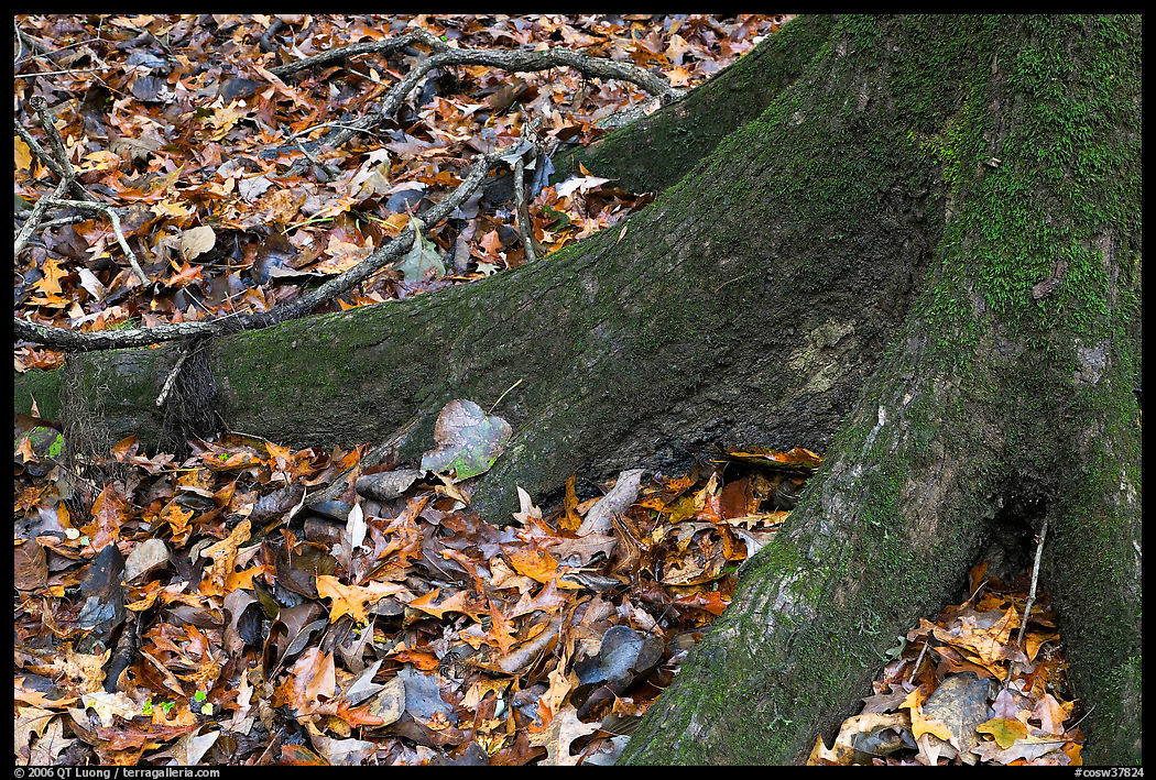 Roots of tupelo and fallen leaves. Congaree National Park, South Carolina, USA.