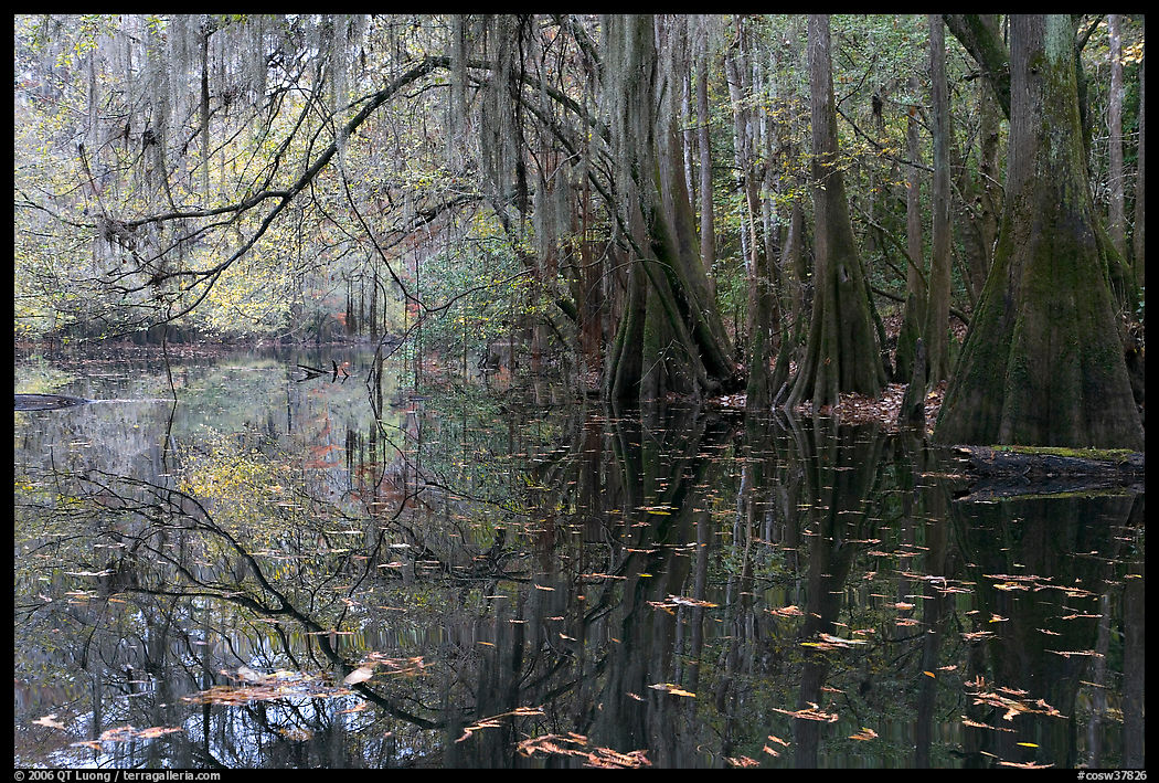 Arched branches with spanish moss above Cedar Creek. Congaree National Park, South Carolina, USA.
