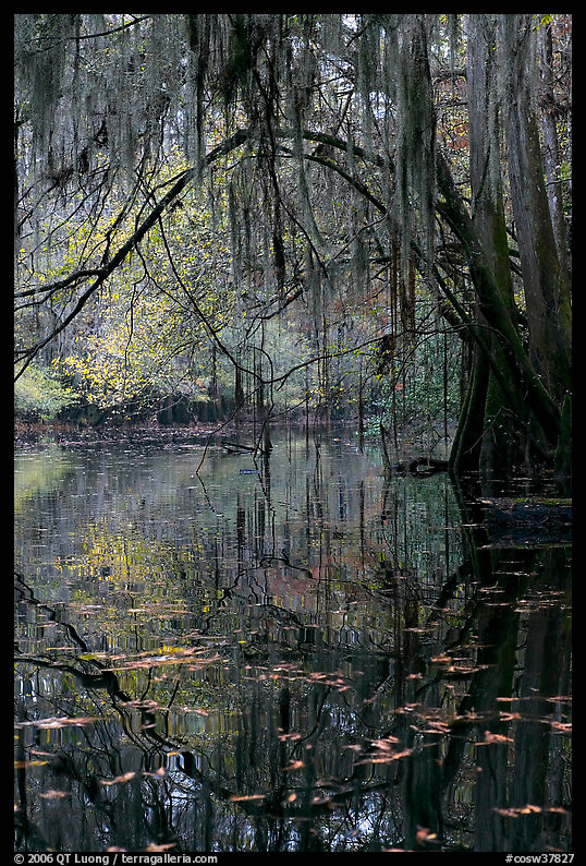 Branches with spanish moss reflected in Cedar Creek. Congaree National Park, South Carolina, USA.
