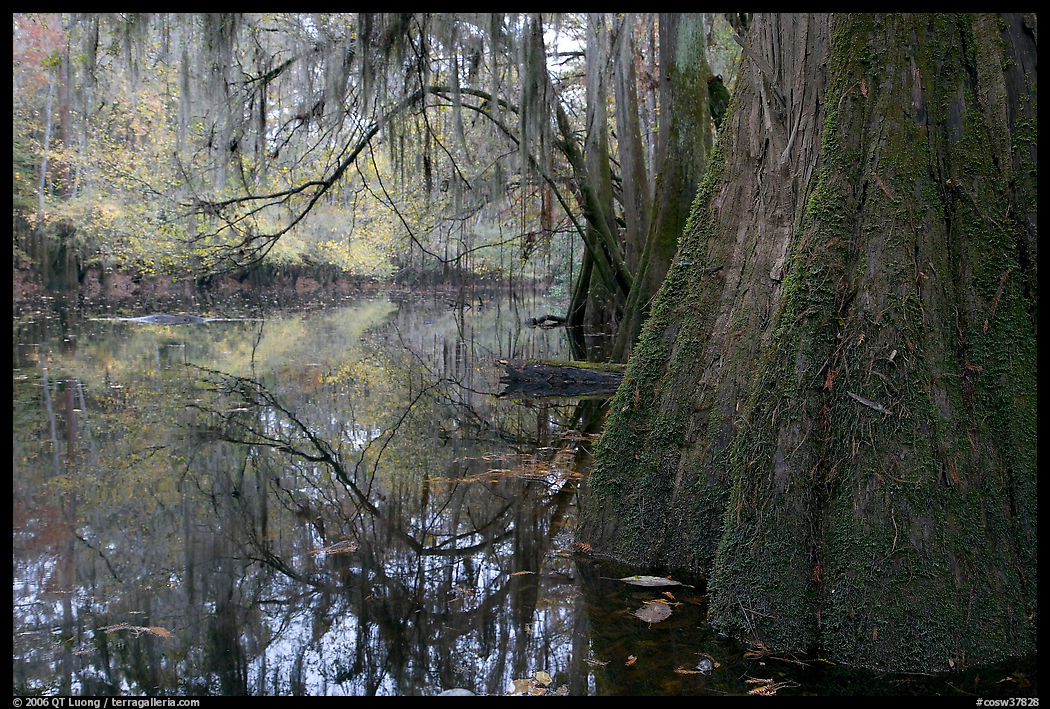 Buttressed cypress base and spanish moss reflected in Cedar Creek. Congaree National Park, South Carolina, USA.