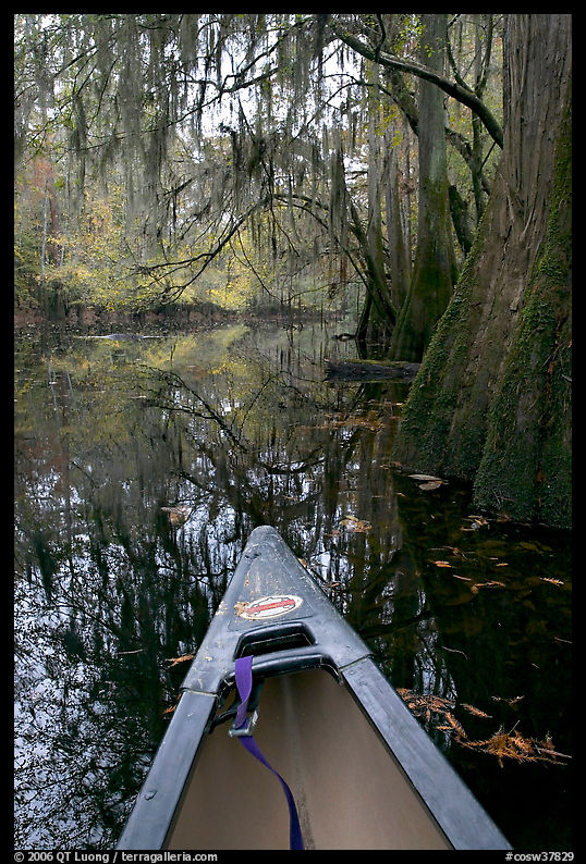 Canoe prow and swamp trees growing at the base of Cedar Creek. Congaree National Park, South Carolina, USA.