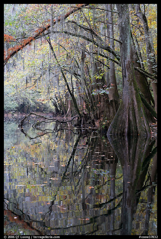 Arched branches and cypress reflected in Cedar Creek. Congaree National Park, South Carolina, USA.