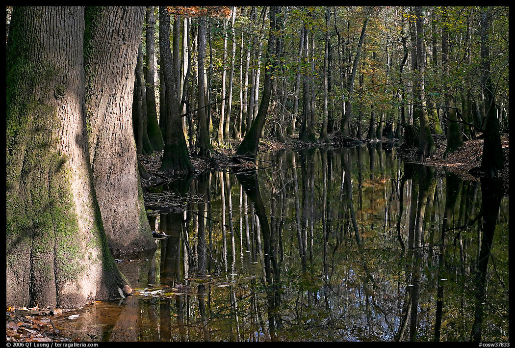 Sunny forest reflections in Cedar Creek. Congaree National Park, South Carolina, USA.