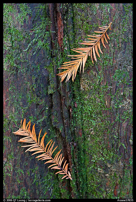 Close-up of fallen cypress needles on trunk. Congaree National Park, South Carolina, USA.