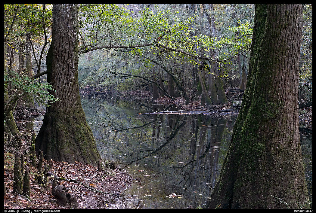 Trees and cypress knees on the shore of Cedar Creek. Congaree National Park, South Carolina, USA.