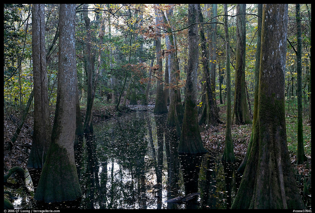 Creek in fall, early morning. Congaree National Park, South Carolina, USA.