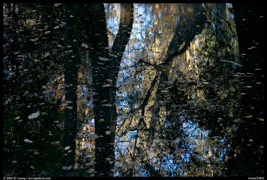 Reflexions and falling leaves in creek. Congaree National Park, South Carolina, USA.