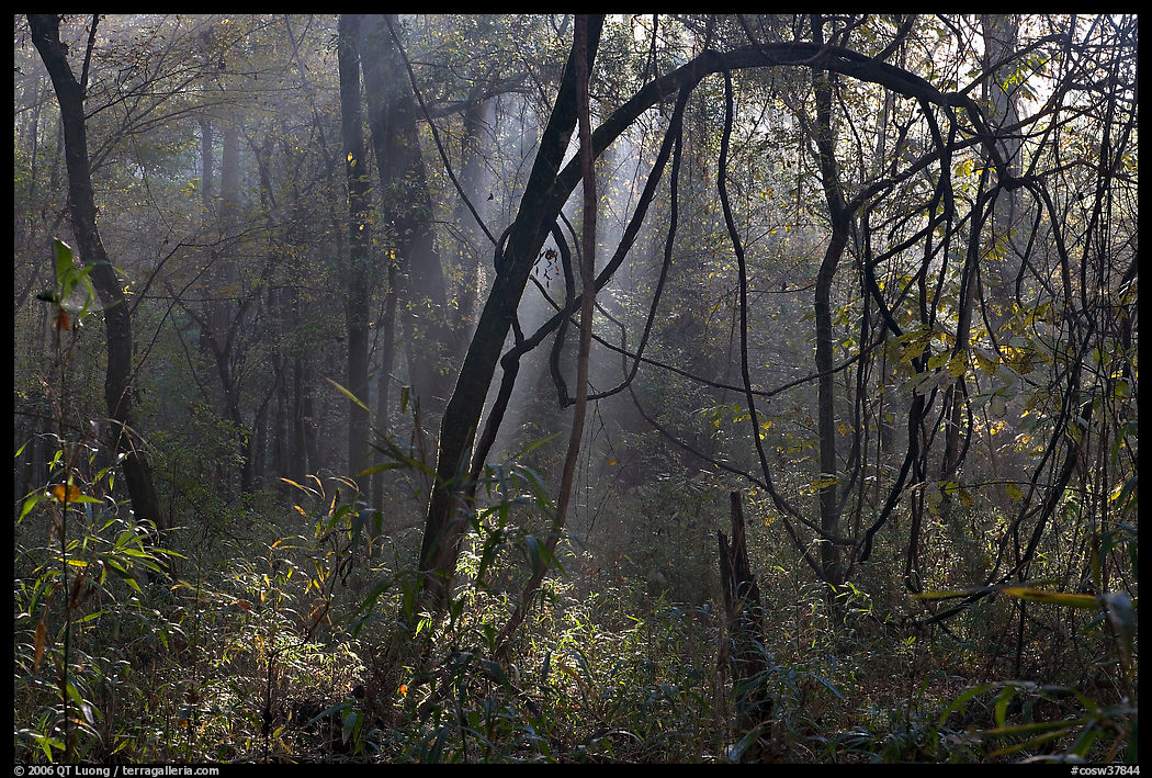 Sunrays and vines. Congaree National Park, South Carolina, USA.