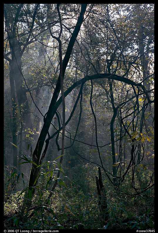 Trees with vines. Congaree National Park, South Carolina, USA.