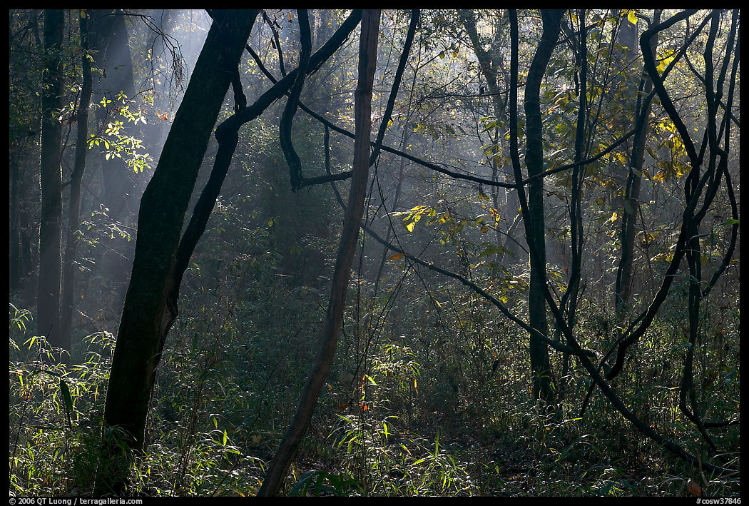 Vines and sunlit mist. Congaree National Park, South Carolina, USA.
