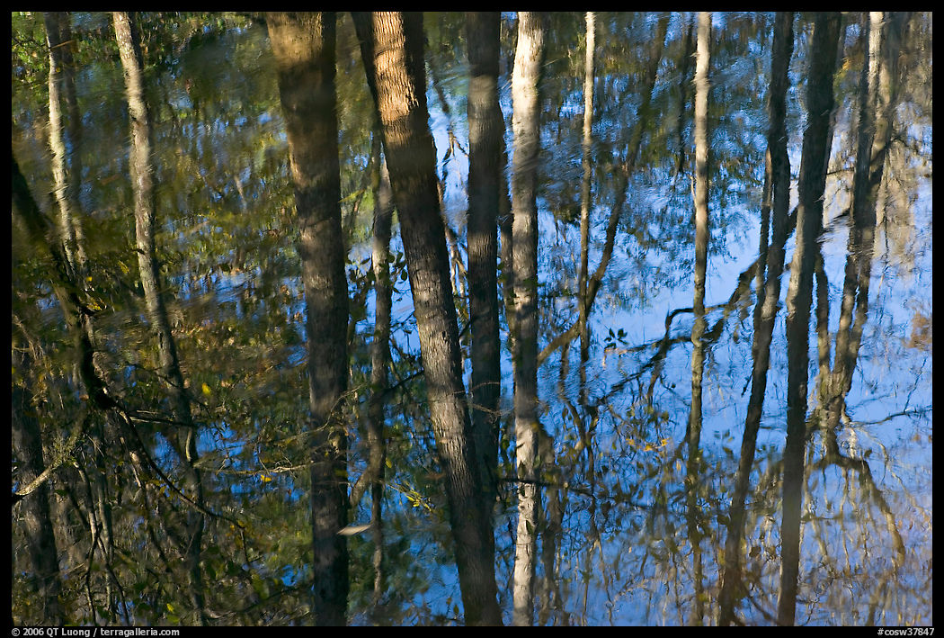 Cypress trees reflected in swamp. Congaree National Park, South Carolina, USA.