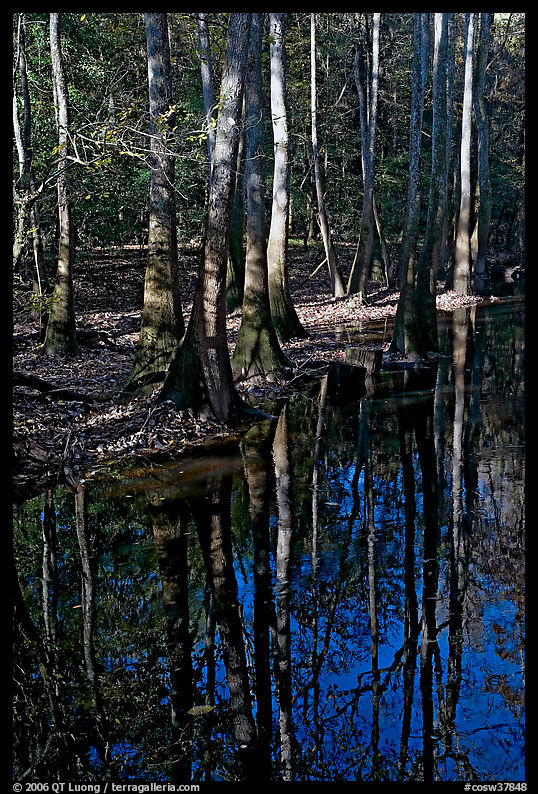 Trees trunks and reflections. Congaree National Park, South Carolina, USA.