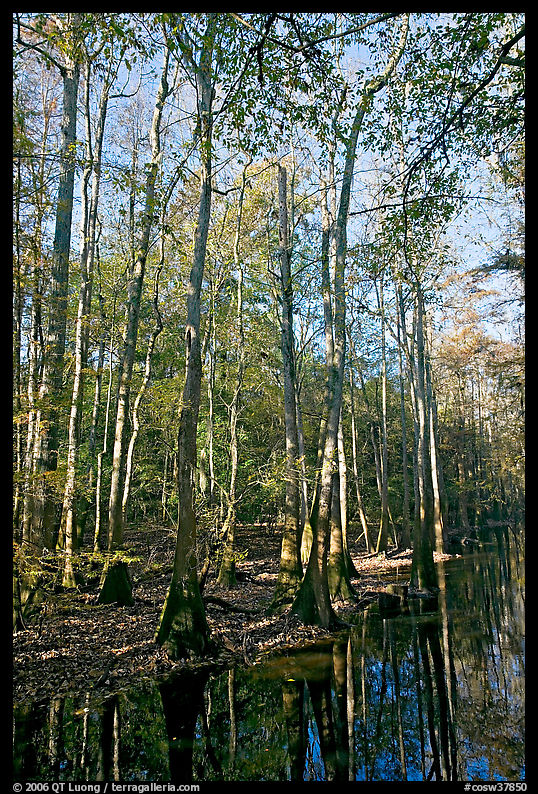 Tall trees and creek. Congaree National Park, South Carolina, USA.