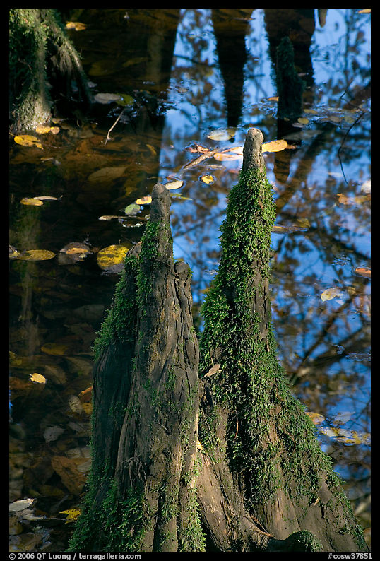 Cypress knees and creek. Congaree National Park, South Carolina, USA.