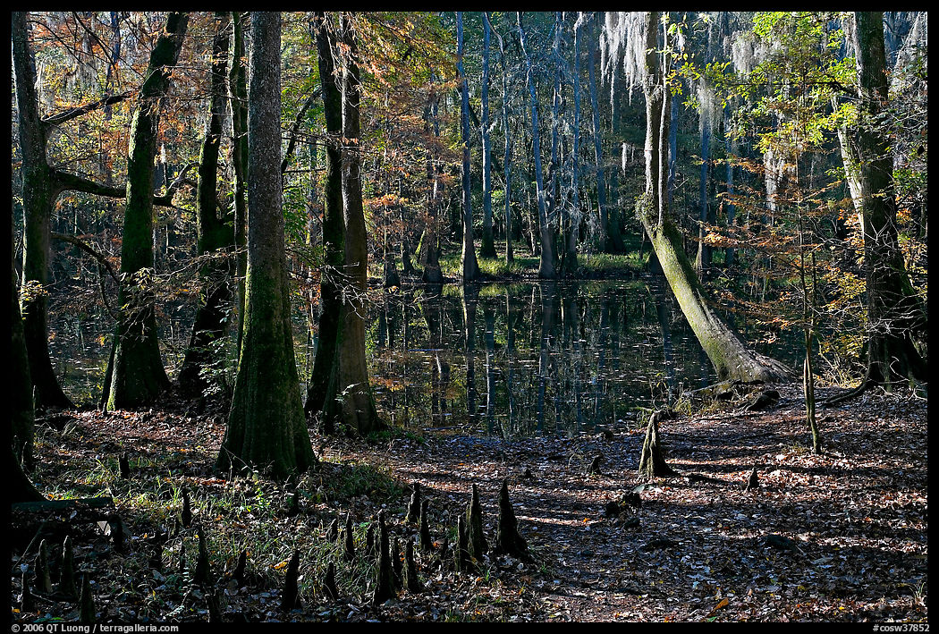 Cypress, knees, and Wise Lake. Congaree National Park, South Carolina, USA.