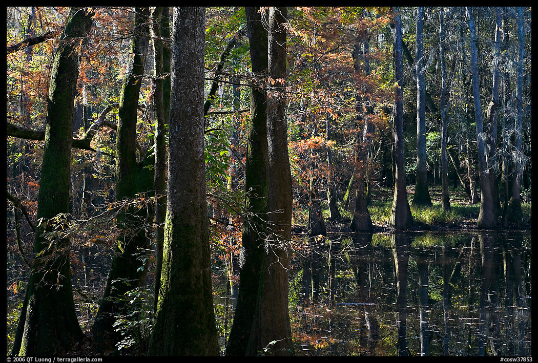 Cypress and Wise Lake on a sunny day. Congaree National Park, South Carolina, USA.