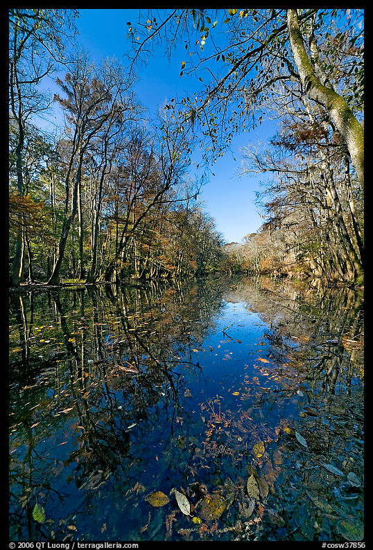 Wise Lake on a sunny day. Congaree National Park, South Carolina, USA.