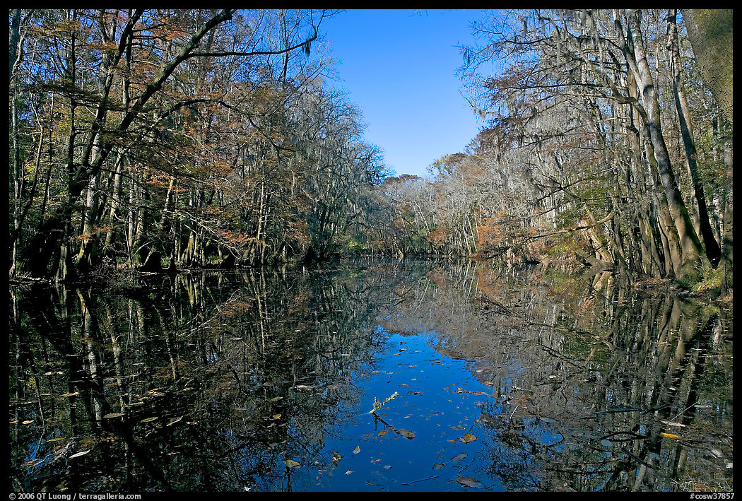 Wise Lake and reflections. Congaree National Park, South Carolina, USA.