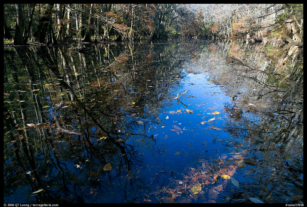 Fallen leaves and reflections in Wise Lake. Congaree National Park, South Carolina, USA.