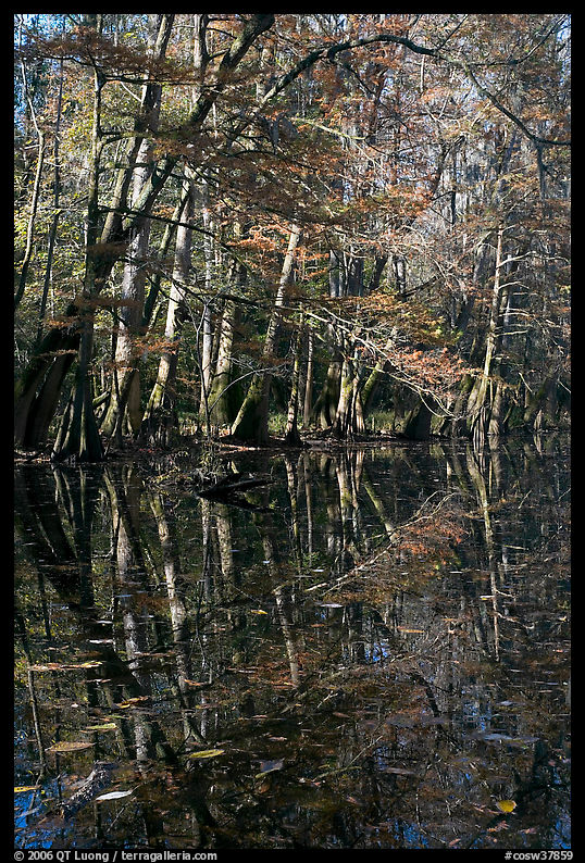 Trees and reflections, Wise Lake. Congaree National Park, South Carolina, USA.